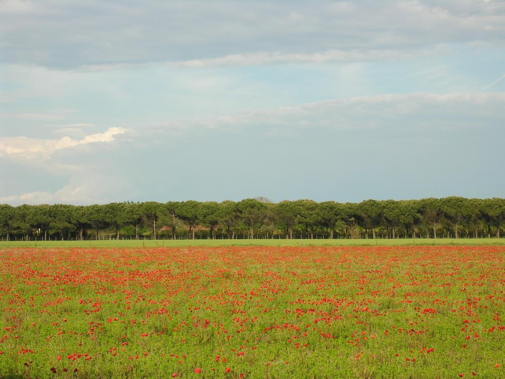 Appartamenti Mirella Bibione Zewnętrze zdjęcie